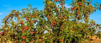 Apple tree Forest (Wild) - description of the variety