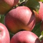 Lobo apple tree: an old variety with large beautiful fruits
