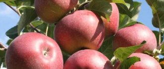 Lobo apple tree: an old variety with large beautiful fruits