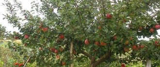 Яблоня на садовом участке