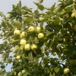 Apple tree Padding