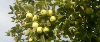 Apple tree Padding