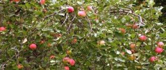 Apple tree in Leningrad region