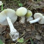 Ядовитые грибы поганки: фото и описание
