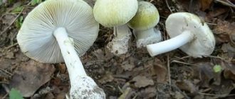 Poisonous toadstool mushrooms: photo and description