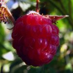Remontant raspberry