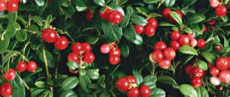 Lingonberries contrast sharply with their bright color against the background of green foliage.