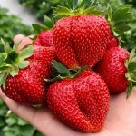 Marmalade strawberry berries close-up