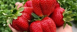Marmalade strawberry berries close-up