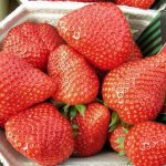 Strawberries variety Eliane