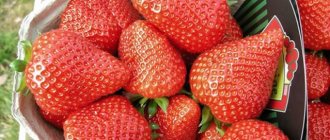 Strawberries variety Eliane
