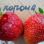 Strawberries variety Korona