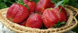 Strawberries Marshmallow