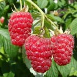 Capital raspberries have dense pulp and a pleasant aroma.