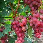 Ягоды сорта винограда «Анюта» (на фото) привлекают внимание цветовой гаммой, напоминающей краснобокую черешню – от желто-кремовой до насыщенно розовой