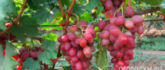 Ягоды сорта винограда «Анюта» (на фото) привлекают внимание цветовой гаммой, напоминающей краснобокую черешню – от желто-кремовой до насыщенно розовой