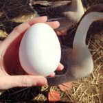 Geese egg
