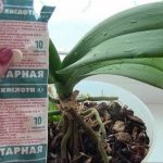 Succinic acid for orchids