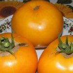 &#39;A bright and exotic guest in the garden: the Orange tomato&#39; width= &quot;800