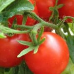 &#39;A bright and tasty Dutch tomato variety &quot;Tanya&quot;: let&#39;s get acquainted with the advantages and grow it ourselves&#39; width=&quot;800
