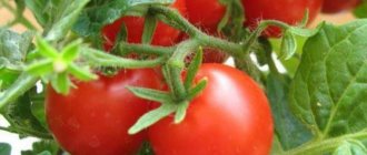 &#39;A bright and tasty Dutch tomato variety &quot;Tanya&quot;: let&#39;s get acquainted with the advantages and grow it ourselves&#39; width=&quot;800