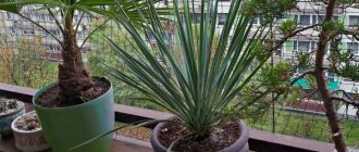 Yucca filamentous - care, planting in open ground, propagation by seeds, cuttings