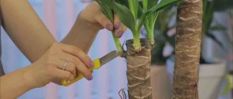 Yucca: propagation at home by shoots, seeds, shoots, top