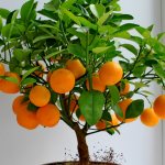 За миниатюрность Фортунелла называют «Карликовый апельсин»