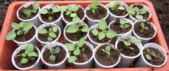 Why grow potatoes from seeds?