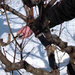 Preparation and storage of apple tree cuttings for grafting in spring