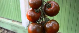 &#39;Wonderful fresh and just as good when preserved - the black Gourmet tomato