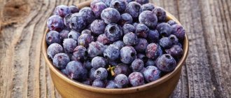 Frozen blueberries for the winter