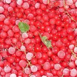 freezing red currants for the winter