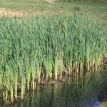 reed thickets
