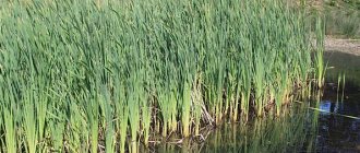 reed thickets