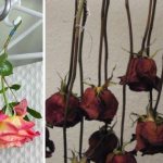 засушивание роз естественным способом