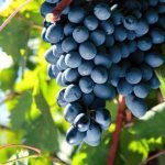 Здоровый куст винограда