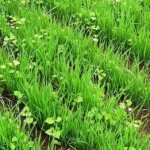 green fertilizers