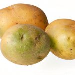 Зеленый картофель