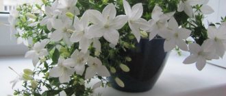 Bride and groom or Campanula, cultivation and care, flower features Video