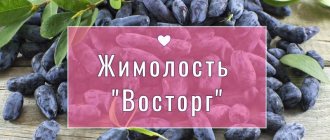 жимолость Восторг