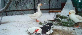 Winter maintenance of indo-ducks