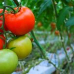 &#39;The Demidov tomato, famous for its hardiness and loved by gardeners&#39; width=&quot;800