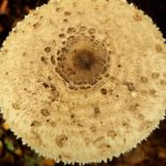 Umbrella mushroom